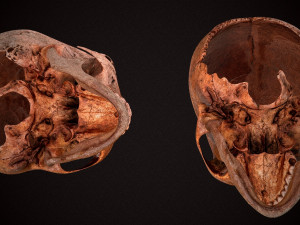 real human skull 3D Model
