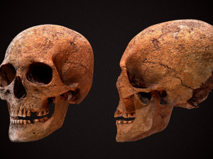 real human skull 3D Model
