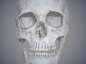 real human skull 3D Model