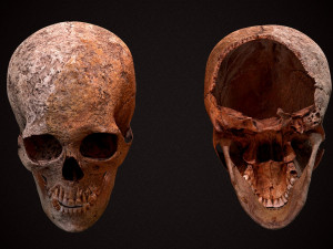 real human skull 3D Model