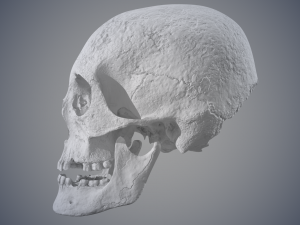 real human skull 3D Model