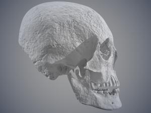 real human skull 3D Model