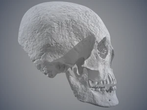 real human skull 3D Model