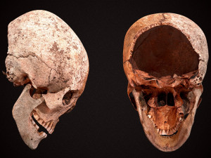 real human skull 3D Model