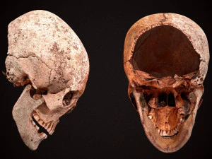 real human skull 3D Model