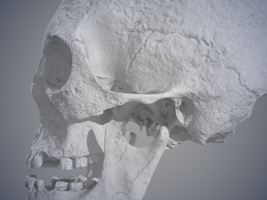 real human skull 3D Model