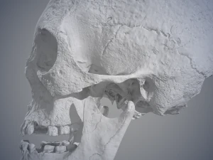 real human skull 3D Model