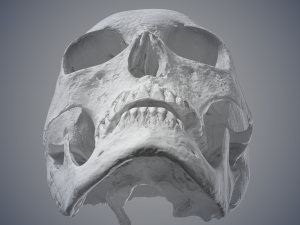 real human skull 3D Model