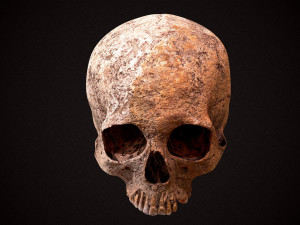 real human skull 3D Model