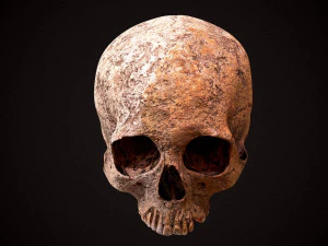 real human skull 3D Model