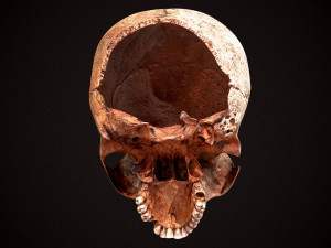 real human skull 3D Model