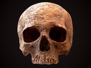 real human skull 3D Model