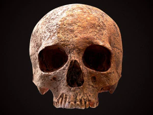 real human skull 3D Model