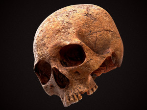 real human skull 3D Model