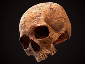 real human skull 3D Model
