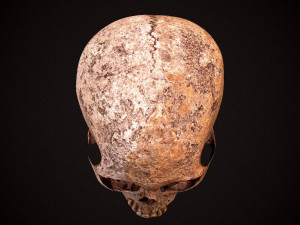 real human skull 3D Model