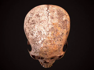 real human skull 3D Model