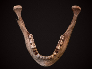 real human skull 3D Model