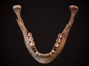 real human skull 3D Model