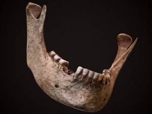 real human skull 3D Model