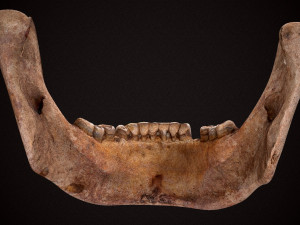 real human skull 3D Model