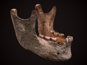 real human skull 3D Model