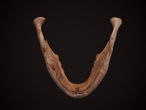 real human skull 3D Model