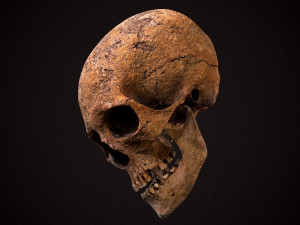 real human skull 3D Model