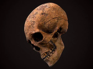 real human skull 3D Model