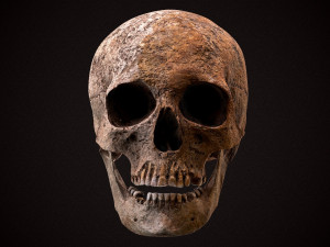 real human skull 3D Model