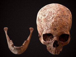 real human skull 3D Model