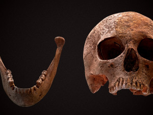 real human skull 3D Model