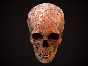 real human skull 3D Model