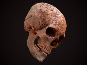 real human skull 3D Model
