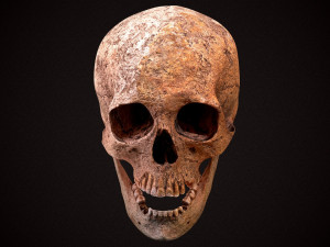 real human skull 3D Model