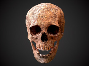 real human skull 3D Model