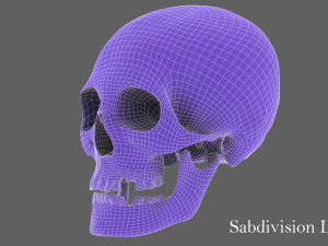 real human skull 3D Model