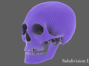 real human skull 3D Model
