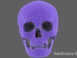 real human skull 3D Model