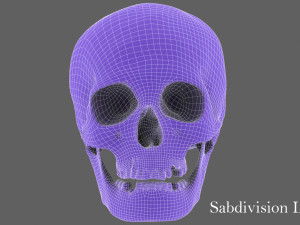 real human skull 3D Model