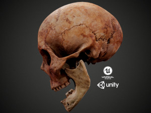 real human skull 3D Model