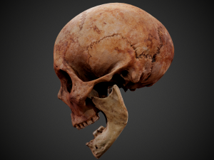 real human skull 3D Model