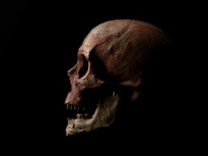 real human skull 3D Model