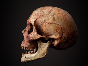 real human skull 3D Model