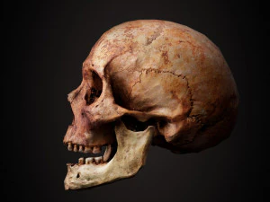 real human skull 3D Model