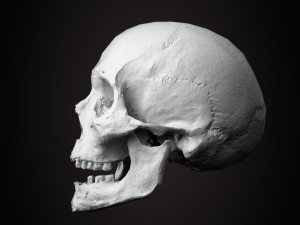 real human skull 3D Model