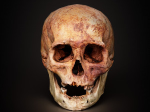 real human skull 3D Model