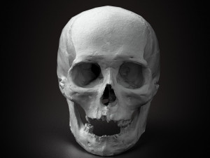 real human skull 3D Model