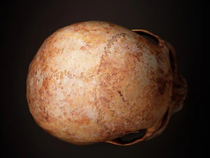 real human skull 3D Model