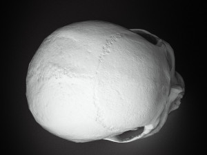 real human skull 3D Model